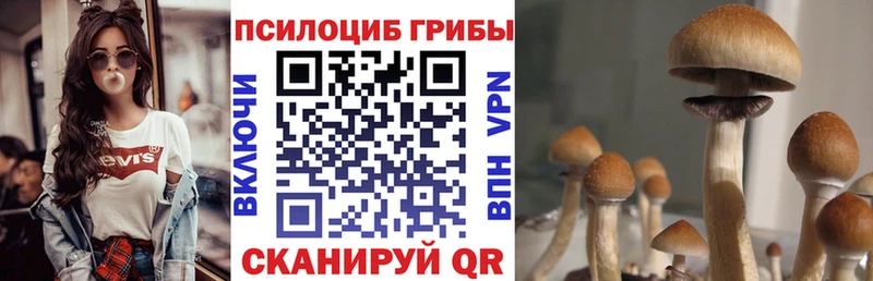 нарко площадка как зайти  omg маркетплейс  Усть-Джегута  что такое   Псилоцибиновые грибы мицелий 